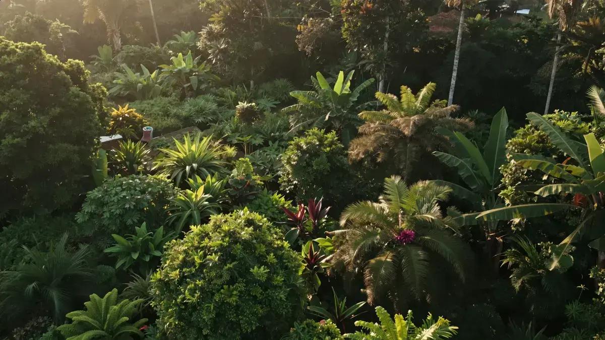 Como os povos da floresta dominavam técnicas agrícolas sustentáveis: 8 lições